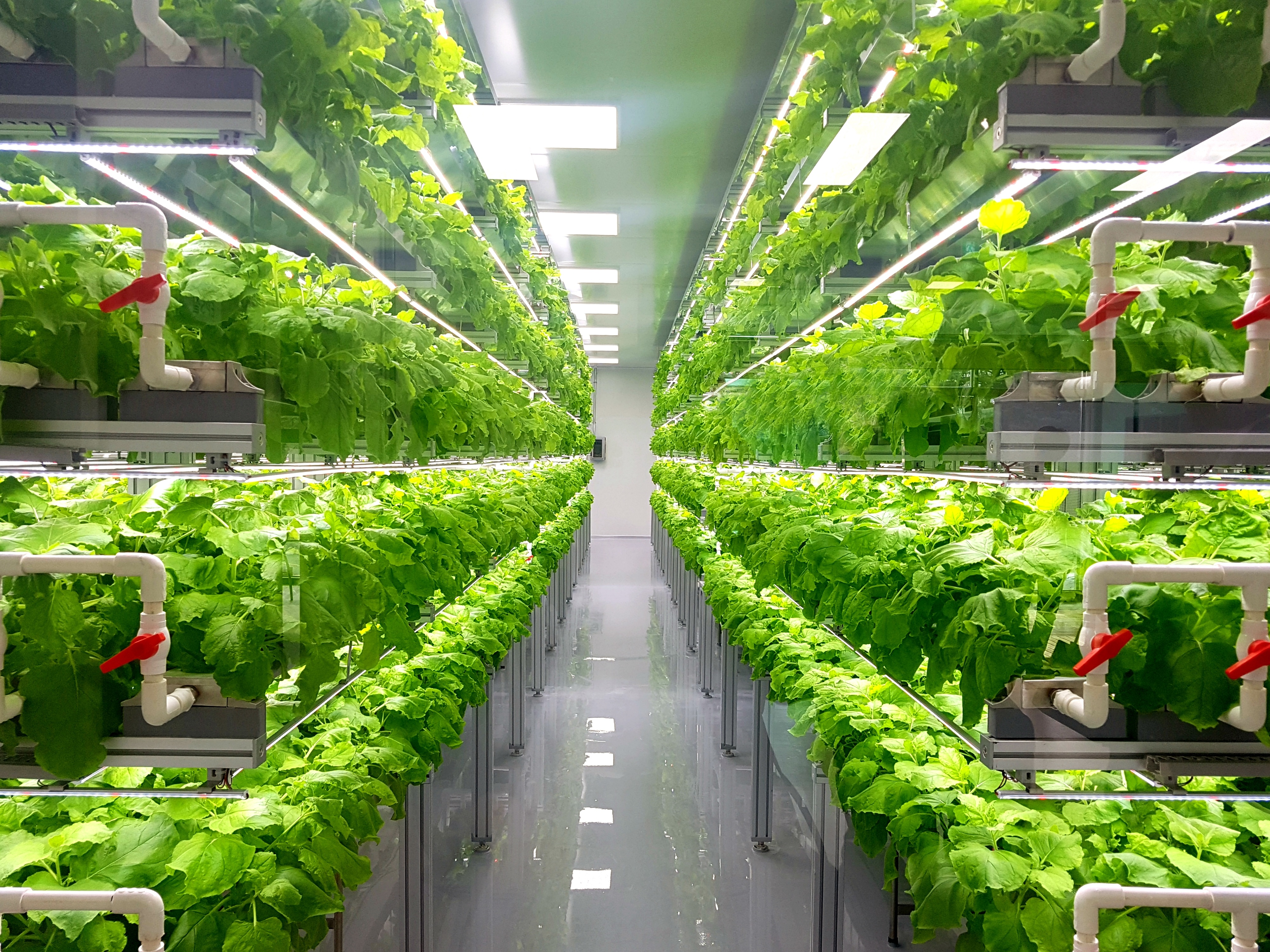 zwei Reihen im Vertical Farming angepflanzte Pflanzen