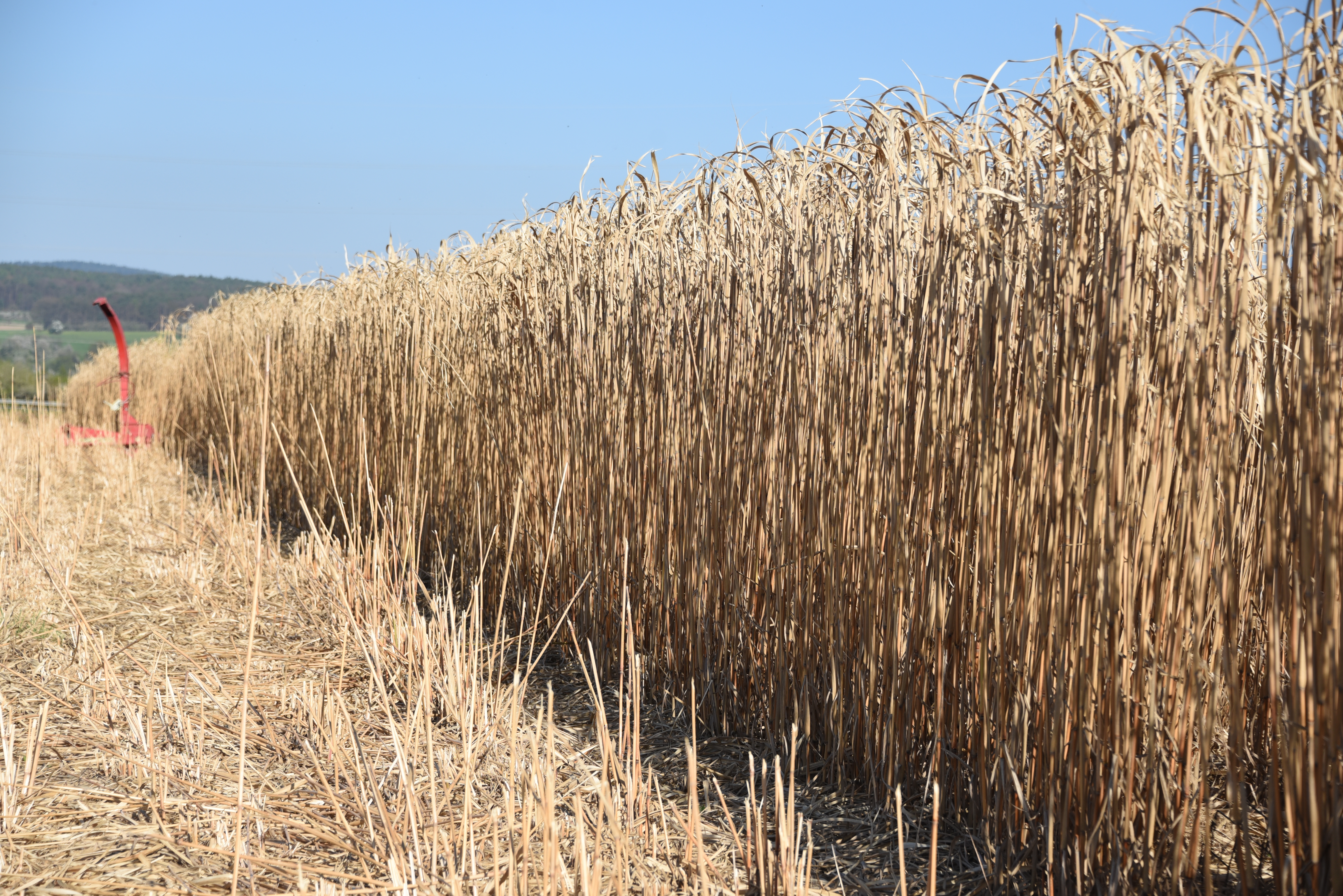 Ernte auf einem Miscanthus-Feld