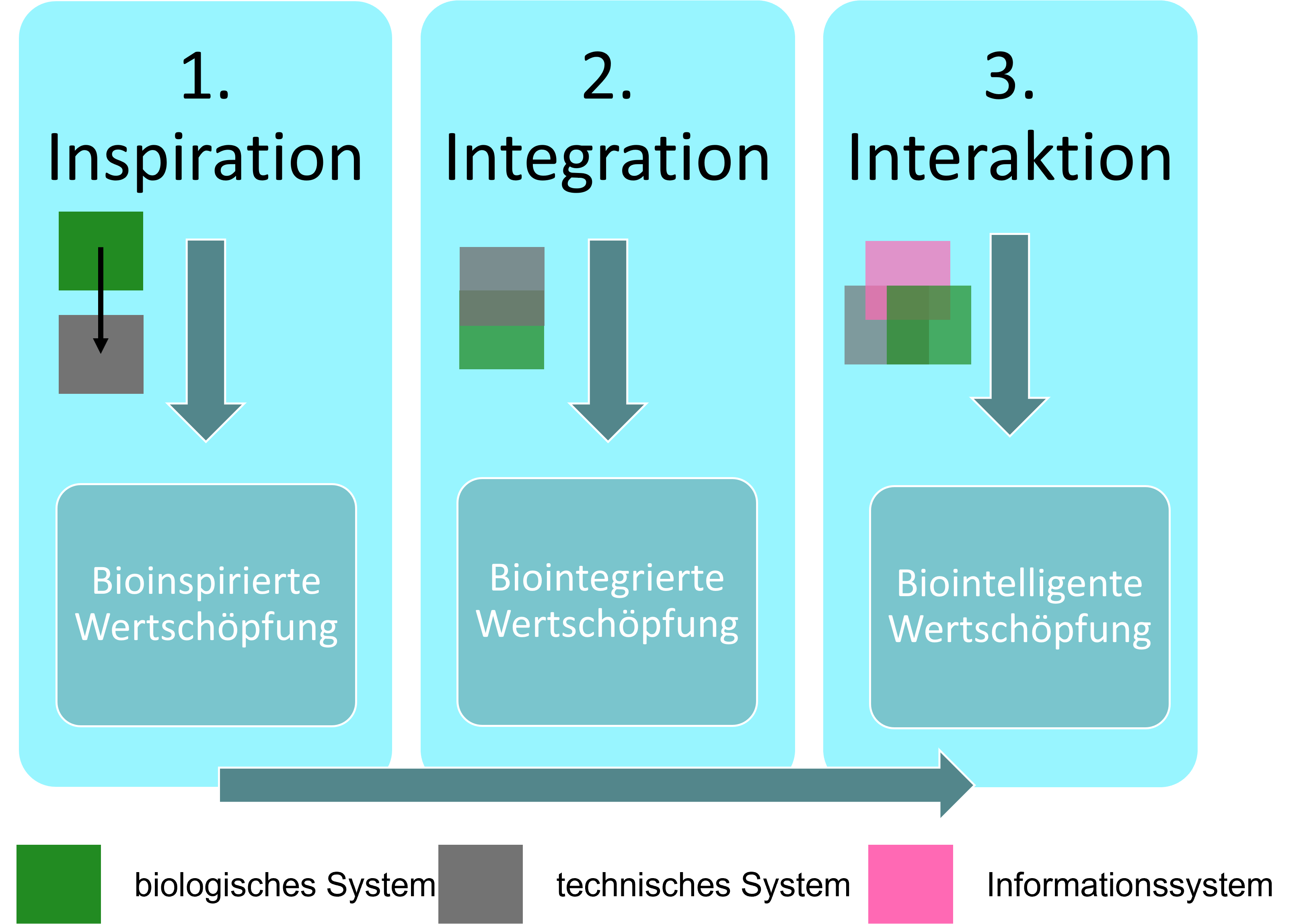 Die bioinspirierte Wertschöpfung ist der erste Schritt der biologischen Transformation. Die biointegrierte Wertschöpfung ist der zweite Schritt der biologischen Transformation. Die biointelligente Wertschöpfung ist der dritte Schritt der biologischen Transformation.