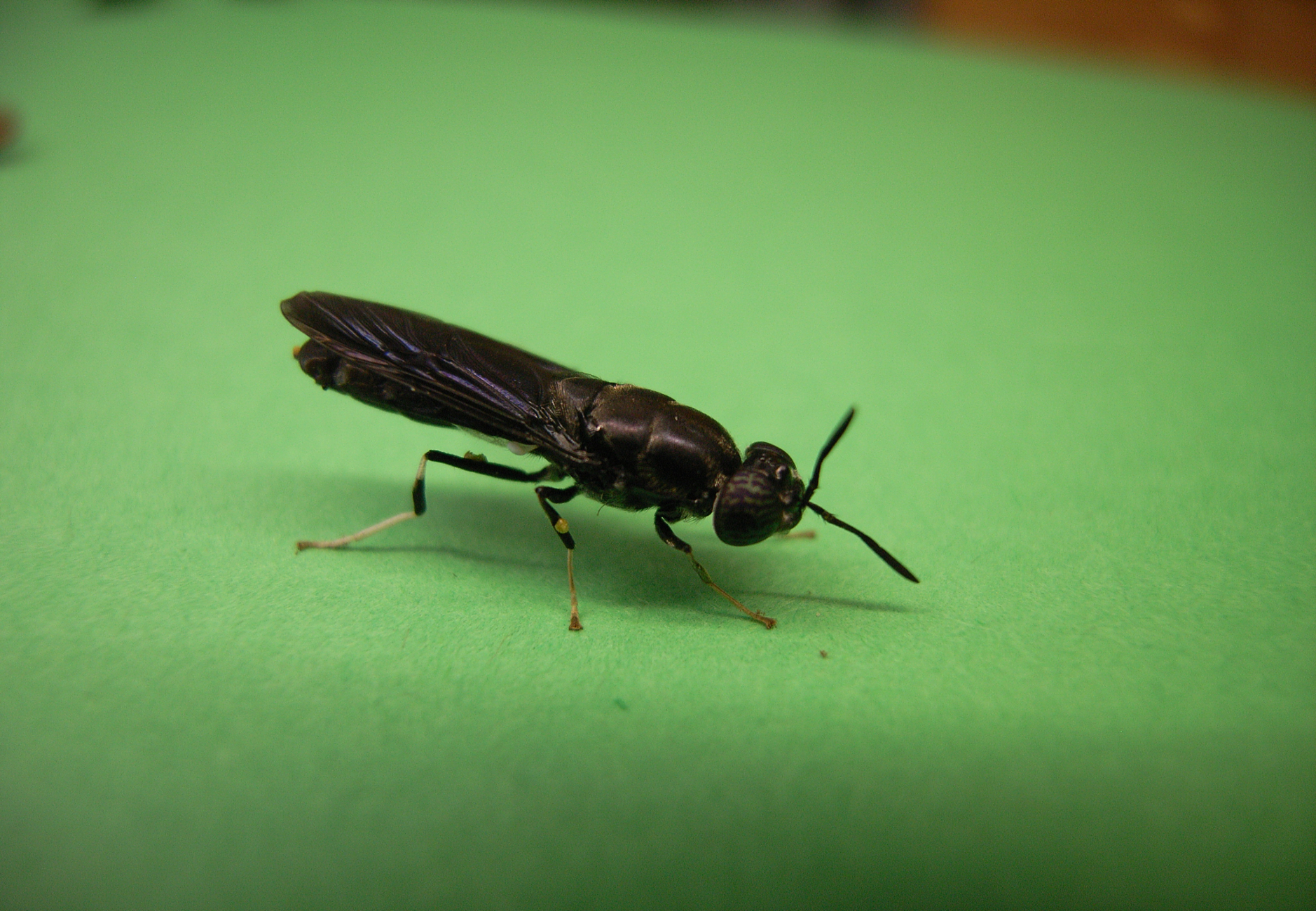 Eine schwarze Fliege auf grünem Untergrund.