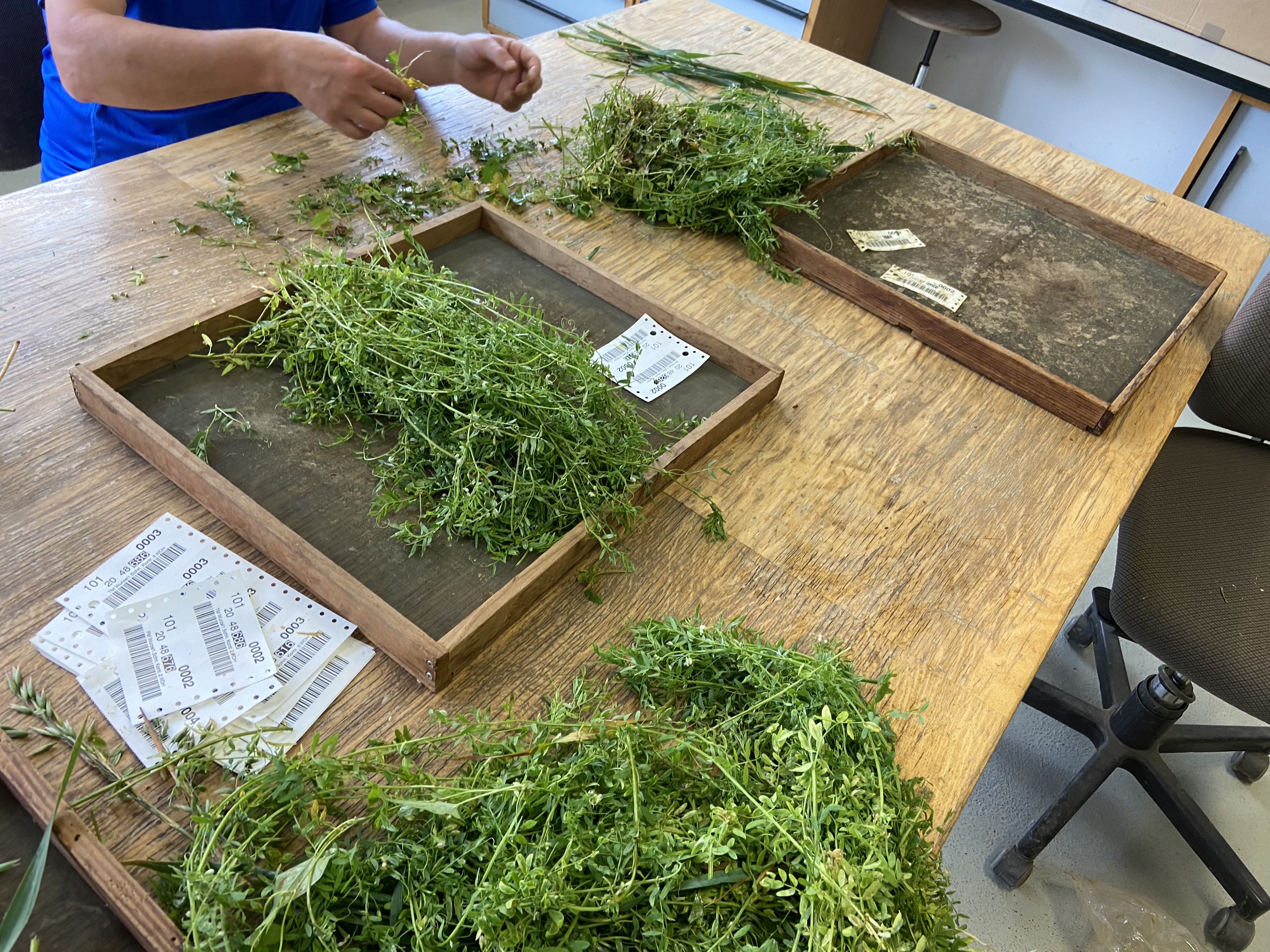 Auf einem Tisch werden die Linsenpflanzen von der Stützfruchtpflanzen für die Datenanalyse händisch getrennt.