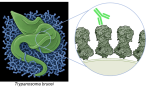 Comicbild eines grünen Erregers der Schlafkrankheit in blauem Gewebe, und aus dessen Oberfläche lupenartig vergrößert vier Oberflächenproteine in grau, an die ein grüner Antikörper andockt.