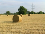 Bales of straw on a harvested field.