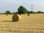 Strohballen auf einem Getreideacker (Foto: KIT).