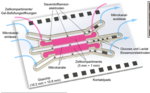 Zeichnerische Darstellung eines Organ-on-Chip-Systems