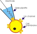 Patch clamping: A glass pipette is used to suck in a membrane patch of a cell. (Diagram: NMI)