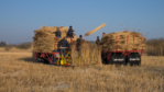 Erntemaschine und Arbeiter, die braune Schilfrohrbündel auf den Traktor werfen