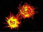Zwei dendritische Zellen der Maus mit MHC-Komplexen (mit Antikörpern rot markiert) an der Zelloberfläche.