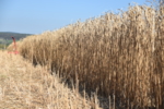 Miscanthus1.jpg