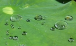 Wassertropfen auf einem grünen Blatt