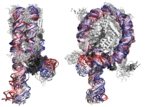 An image of a nucleosome