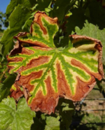 A vine leaf that begins to turn brown due to drought and heat