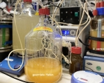 A bioreactor in a laboratory with a glass vessel containing a liquid with harvested yeast.