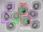 Nine zebrafish embryos are shown in which various signalling pathways are disrupted. The zebrafish embryos are marked in different colours with frames - white for ‘normal’, in which the embryo lies around the yolk. Red for ‘dead’, green for 'BMP', and purple for ‘nodal’. Five of the embryos contain a dye.
