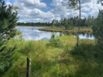 sumpfige Graslandschaft, mit Bäumen und einem See