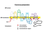 Schematic drawing of a flavivirus polyprotein anchored in the ER membrane. The different viral proteins are indicated by differently coloured sections on the polyprotein that is marked with dashes and the protease interfaces are marked by arrows.